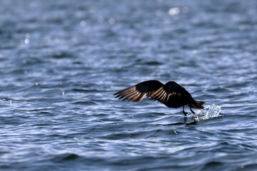 brown skua