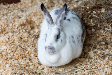 Portrait of a rabbit on a farm