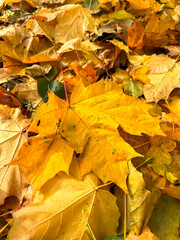 Maple leaves on the ground in autumn