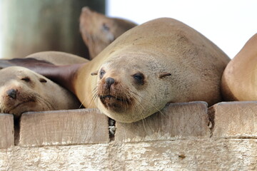 Sticker - fur seal