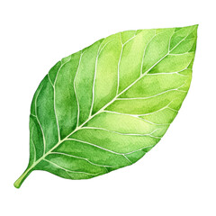 Poster - Fresh Green Leaf Illustration in Watercolor Styler on transparent  Background