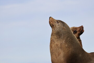 Wall Mural - fur seal