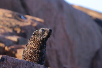 new-zealand fur seal