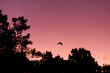 © Austockphoto - silhouette of a flying fox flying between trees at dusk