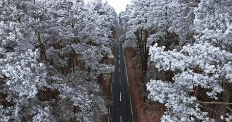 Wall Mural - White forest with rime and dark road in winter.