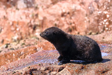 fur seal pup