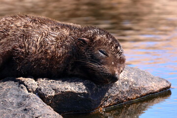 Wall Mural - fur seal pup