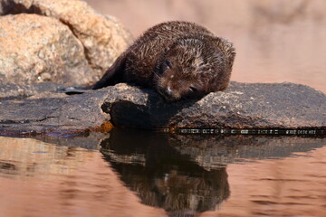 Wall Mural - fur seal pup