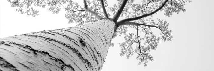 Wall Mural -  A monochrome image of a tree gazing upward at its branches against a backdrop of a pristine white sky