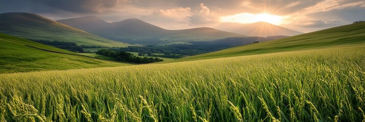 Wall Mural -  The sun illuminates the sky, casting rays through drifting clouds In the foreground, tall grasses sway Mountains loom in the distance