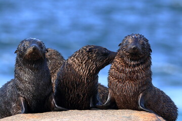 fur seal pups