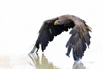 Wall Mural - High key. White Tailed Eagle (Haliaeetus albicilla), also known as Eurasian sea eagle and white-tailed sea-eagle fishing in a lake