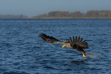 Wall Mural - White Tailed Eagle (Haliaeetus albicilla), also known as Eurasian sea eagle and white-tailed sea-eagle. The eagle is fishing in the delta of the river Oder in Poland, Europe.