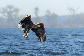 Wall Mural - White Tailed Eagle (Haliaeetus albicilla), also known as Eurasian sea eagle and white-tailed sea-eagle. The eagle is fishing in the delta of the river Oder in Poland, Europe.