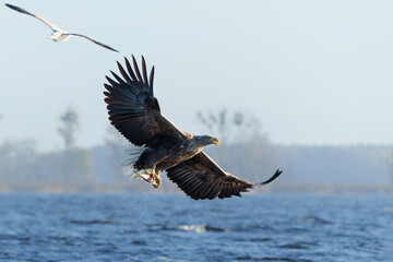 Wall Mural - White Tailed Eagle (Haliaeetus albicilla), also known as Eurasian sea eagle and white-tailed sea-eagle. The eagle is fishing in the delta of the river Oder in Poland, Europe.