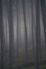 misty autumn forest in the morning