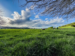 Sheep in a public park in New Zealand. Green grass field on a spring day. Duder Park.