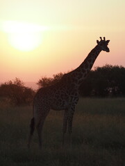 Silhouettes of a giraffe at sunset