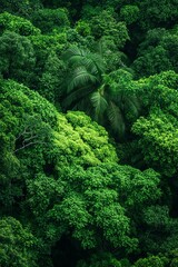 Wall Mural -  A lush green forest teems with trees, their canopies dense with countless leafy green plants From above, the bird's eye view reveals the treetops