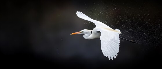 Wall Mural -  A white bird flies in the air, wings spread wide, head slightly turned aside