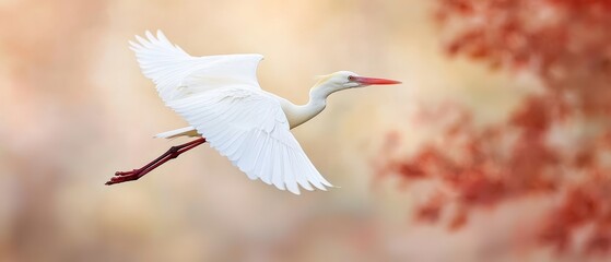 Wall Mural -  A white bird in flight against a tree-backdrop, with a softly blurred background