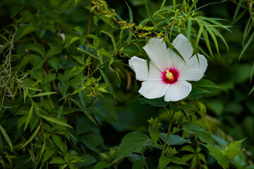 Hibiscus and sunflower flowers bloom among the vegetation in the city park