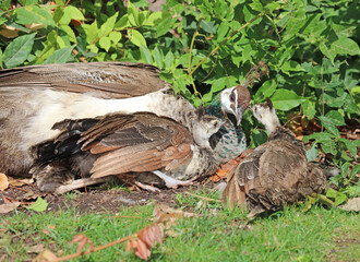 peahen with two chicks, powys wales