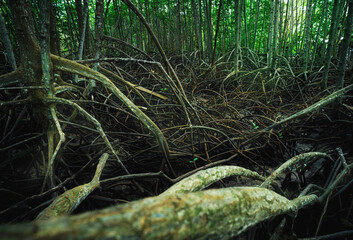 Wall Mural - mangrove roots. complex network in coastal wetland waters. habitat for marine biodiversity and natur