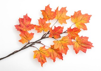 Wall Mural - A branch with orange and red maple leaves isolated on a white background.