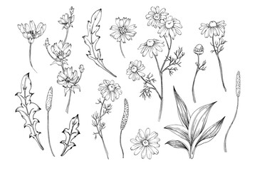 Field plants sketch black and white hand drawn. Graphic illustrations of buds and leaves of chamomile, chicory, plantain