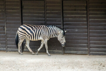 Zebras are several species of African equids horse family united by their distinctive black and white stripes. High quality photo