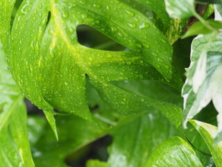 rainning drop on green fresh leafes and blur background 