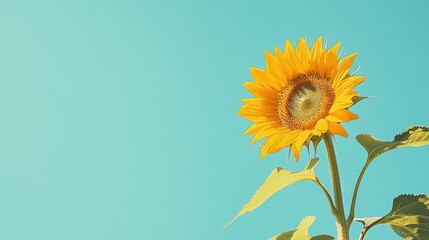Poster - Side view of a sunflower with a bright blue sky above, offering a large empty area on the right for text or branding.