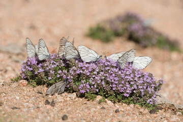 Beautiful butterflies in the flower garden