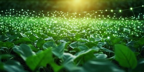 Wall Mural - green field of soybean plants with net of glowing dots above them. concept of digital agriculture an