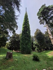 trees in the park