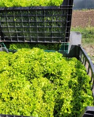 Sticker - boxes, lettuce in a greenhouse