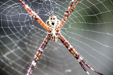 brown spider on the net