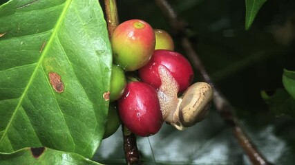 Wall Mural - coffee bean