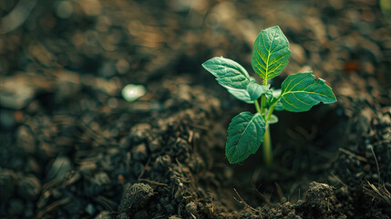 young tree growing in fertile soil. young tree in nature. tropical forest