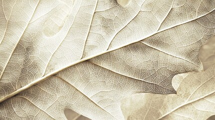 Canvas Print -   Close-up photo of leaf's veins, highlighting their delicate appearance