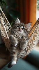 Wall Mural -   A kitten lounging in a hammock with its paws resting on the hammock, gazing into the camera lens