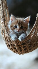 Sticker -   A kitten rests in a hammock, clutching it with its paws and gazing at the camera