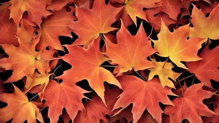 a maple leaf