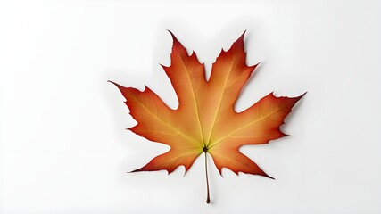 a maple leaf