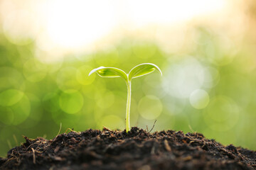 New life concept. Young plant in the morning light on defocused nature background