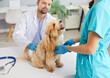 © Studio Romantic - Friendly veterinarian male doctor with nurse examining dog in modern vet clinic in exam room. Domestic pet at veterinary office for a medical check up. Animal health and care concept.