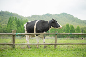 a cow on a farm