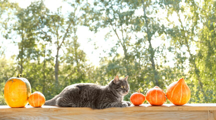 grey cat and ripe orange pumpkins in garden, natural background. symbol of autumn season, Halloween, Thanksgiving holiday. fall time concept