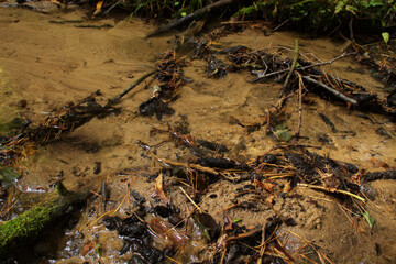 sand riverbank in the forest landscape